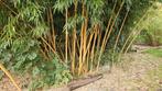 Phyllostachys vivax bamboe, Tuin en Terras, Ophalen of Verzenden, Bloeit niet, Overige soorten, Halfschaduw