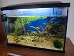 Mooi en compleet aquarium, Ophalen of Verzenden, Zo goed als nieuw