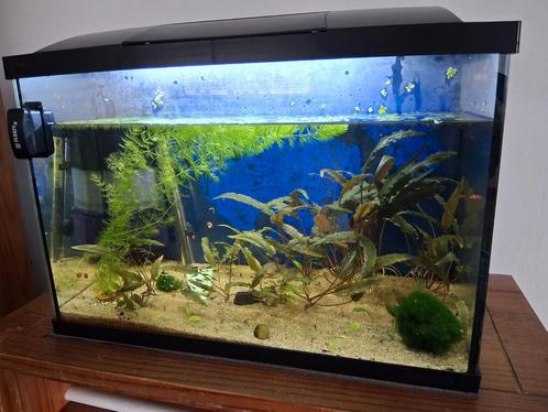 Mooi en compleet aquarium, Dieren en Toebehoren, Vissen | Aquaria en Toebehoren, Zo goed als nieuw, Ophalen of Verzenden