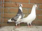 Sierduiven '', Dieren en Toebehoren, Vogels | Duiven, Overige soorten