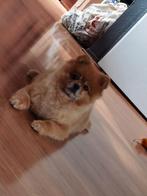 Dekreu Kleine Spitz, Keeshond, Pomeranian, Duitse Spitz, 6 jaar of ouder, Particulier, Reu, Buitenland