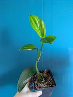 Monstera Friedrichsthalii stekjes en plantje, Huis en Inrichting, Kamerplanten, Ophalen of Verzenden, Overige soorten, Minder dan 100 cm