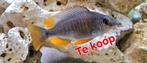 Red Kadango vrouw te koop - Malawi Cichlide, Dieren en Toebehoren, Vis