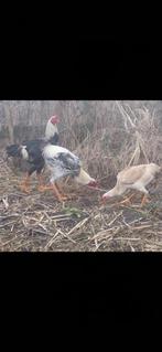 Indio gigante broedeieren., Dieren en Toebehoren, Vogels | Overige Vogels, Geslacht onbekend, Tam