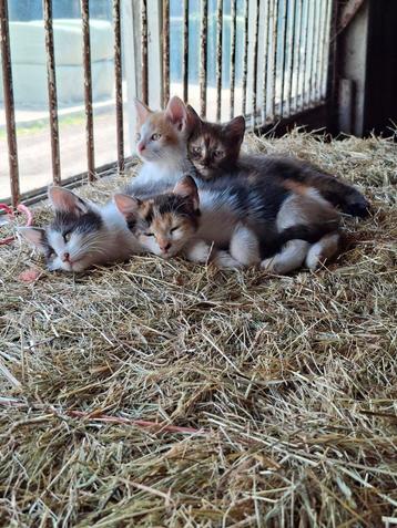 3 mooie langharige kittens beschikbaar voor biedingen
