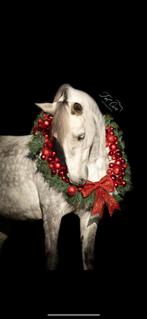 One in a million, oftewel Lady Million, Dieren en Toebehoren, Pony's, Dressuurpony, M, C pony (1.27m tot 1.37m), 7 tot 10 jaar