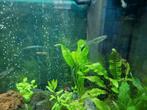 Guppen, Dieren en Toebehoren, Vissen | Aquariumvissen, Vis