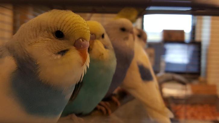Jonge grasparkieten | Meerdere kleuren | Makkelijk tam, Dieren en Toebehoren, Vogels | Parkieten en Papegaaien, Parkiet, Meerdere dieren