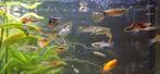 Siervissen / guppies, Ophalen, Gevuld zoetwateraquarium