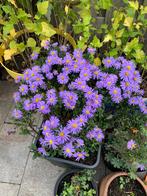 Vaste tuinplant  met pot €7, Tuin en Terras, Planten | Tuinplanten, Ophalen, Overige soorten, Halfschaduw