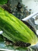 Borstelneus ook wel algeneter genoemd (Ancistrus)., Dieren en Toebehoren, Vissen | Aquariumvissen, Vis, Zoetwatervis