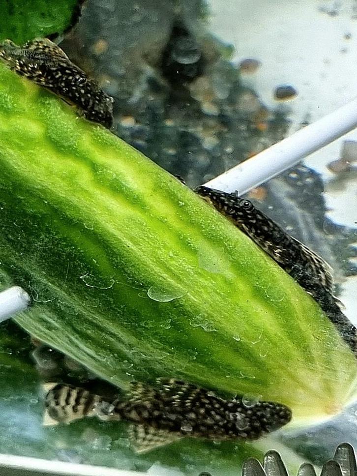 Borstelneus ook wel algeneter genoemd (Ancistrus)., Dieren en Toebehoren, Vissen | Aquariumvissen, Zoetwatervis, Vis