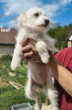 5 schattige pupjes op zoek naar baasjes, Particulier, Rabiës (hondsdolheid), 15 weken tot 1 jaar, Buitenland