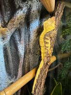 0.1 Wimpergekko Bewezen vrouw - White wall, Dieren en Toebehoren, Reptielen en Amfibieën, Hagedis, 3 tot 6 jaar