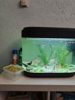 Gezocht vissen, Dieren en Toebehoren, Ophalen of Verzenden, Zo goed als nieuw, Gevuld zoetwateraquarium