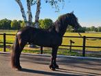 Brave Friese hengst, Dieren en Toebehoren, Paarden, Gechipt, Dressuurpaard, Hengst, 3 tot 6 jaar