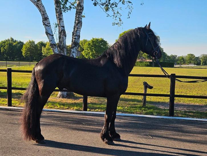 Brave Friese hengst, Dieren en Toebehoren, Paarden, Hengst, L, 160 tot 165 cm, 3 tot 6 jaar, Dressuurpaard, Met stamboom, Gechipt