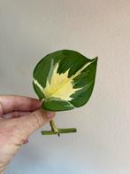 Epipremnum manjula/happy leaf stek zie adv., Ophalen of Verzenden, Overige soorten, Minder dan 100 cm
