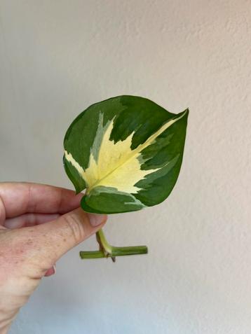 Epipremnum manjula/happy leaf stek zie adv. beschikbaar voor biedingen