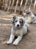 Australian shepherd pups (mini), België, Particulier, CDV (hondenziekte), 8 tot 15 weken
