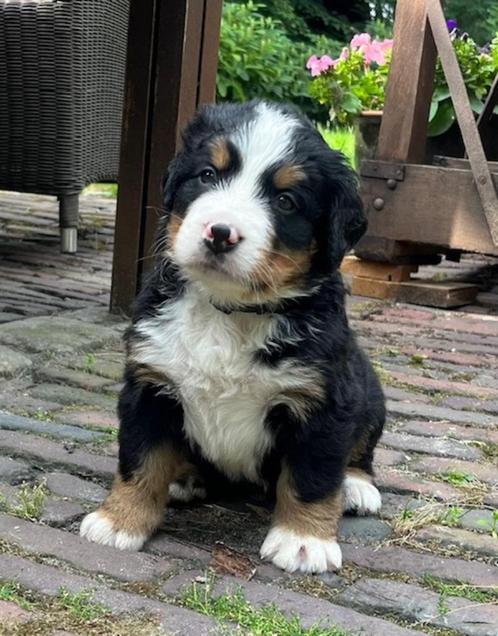 Heel mooie berner sennen pups met stamboom Gezonde foklijn !, Dieren en Toebehoren, Honden | Bulldogs, Pinschers en Molossers