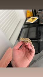 Mooie baby gargoyle baby, Dieren en Toebehoren, Hagedis, 0 tot 2 jaar