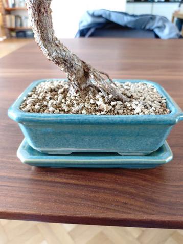 GEZOCHT BONSAI SCHAALTJES  beschikbaar voor biedingen