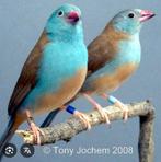 Man Blauwkop Blauwfazantje beschikbaar., Dieren en Toebehoren, Vogels | Overige Vogels, Meerdere dieren, Tropenvogel, Geringd