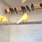 Kanaries in div kleuren zie foto’s, Dieren en Toebehoren, Vogels | Kanaries, Meerdere dieren, Kleurkanarie