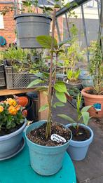Pindakaasplant Kansenboom Clerodendron, Zomer, Overige soorten, Ophalen, Volle zon