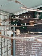 Bichenowastrilde  bruin, Dieren en Toebehoren, Meerdere dieren, Tropenvogel