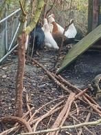 Hennen kleurlegger, Dieren en Toebehoren, Pluimvee, Vrouwelijk, Kip