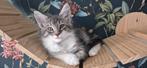 Maine Coon kittens met stamboom, Dieren en Toebehoren, Meerdere dieren, Gechipt, 0 tot 2 jaar