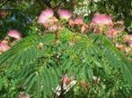 Pakket 5 Bijzondere Perzische slaapboom Albizia julibrissin, Minder dan 100 cm, Zomer, Volle zon, In pot