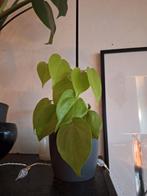 Philodendron Lime, Ophalen, Halfschaduw, Minder dan 100 cm