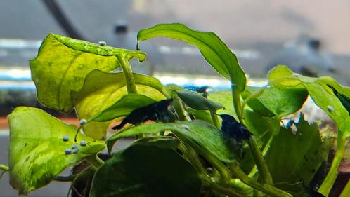Blue velvet garnaaltjes, Dieren en Toebehoren, Vissen | Aquariumvissen, Kreeft, Krab of Garnaal