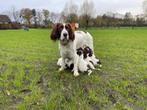 Engelse Springer Spaniël, België, Particulier, CDV (hondenziekte), 8 tot 15 weken