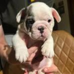 PUPPYS, Dieren en Toebehoren, België, Particulier, Rabiës (hondsdolheid), 8 tot 15 weken