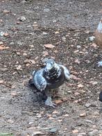 Duiven kelebek, Dieren en Toebehoren, Meerdere dieren