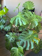 Monstera plant XL incl. pot, Huis en Inrichting, Kamerplanten, Ophalen, 100 tot 150 cm, Overige soorten, Halfschaduw