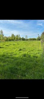 Pension plek 24/7 buiten, Weidegang, 2 of 3 paarden of pony's