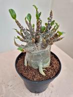 Adenium Baobab p12 (i), Ophalen of Verzenden, Overige soorten, Minder dan 100 cm