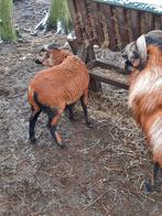 Kameroen schaap. 2 rammen van september 2025, Dieren en Toebehoren, Schapen, Geiten en Varkens, Mannelijk, Schaap, 0 tot 2 jaar