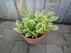 Hosta, Vaste plant, Halfschaduw, Zomer, Ophalen
