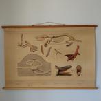 Bijplaat In de weide - Koekkoek 1950, Antiek en Kunst, Ophalen of Verzenden, Natuur en Biologie