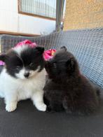 Pomeriaan pups, Dieren en Toebehoren, Keeshond, 8 tot 15 weken, Meerdere, Meerdere dieren