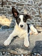 Lieve Border Collie puppy kruising, Dieren en Toebehoren, Honden | Niet-rashonden, Particulier, Teef, Middel, Buitenland