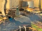 Prachtige pauwen, Dieren en Toebehoren, Pluimvee, Mannelijk, Overige soorten