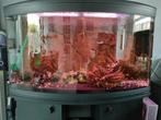 Panorama aquarium Ferplast Cayman, Dieren en Toebehoren, Vissen | Aquaria en Toebehoren, Ophalen, Gebruikt, Gevuld zoetwateraquarium
