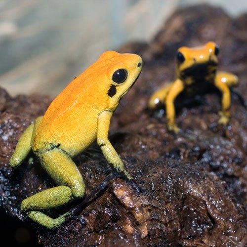 4x Phyllobates Bicolor, Dieren en Toebehoren, Reptielen en Amfibieën, Amfibie, 0 tot 2 jaar
